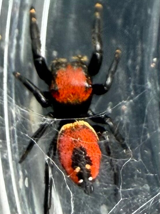 Apache juveniles unsexed