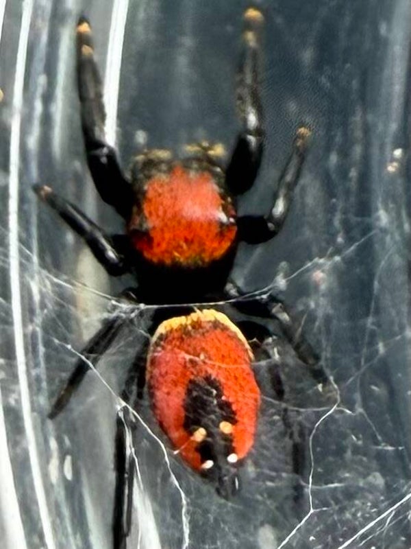 Apache juveniles unsexed