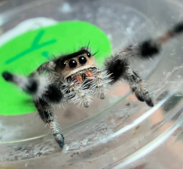 Y-18: i8 Oreo female juvenile