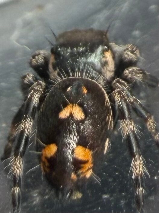 28L: i7/i8 Otiosus variant male