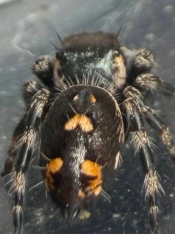 28L: i7/i8 Otiosus variant male