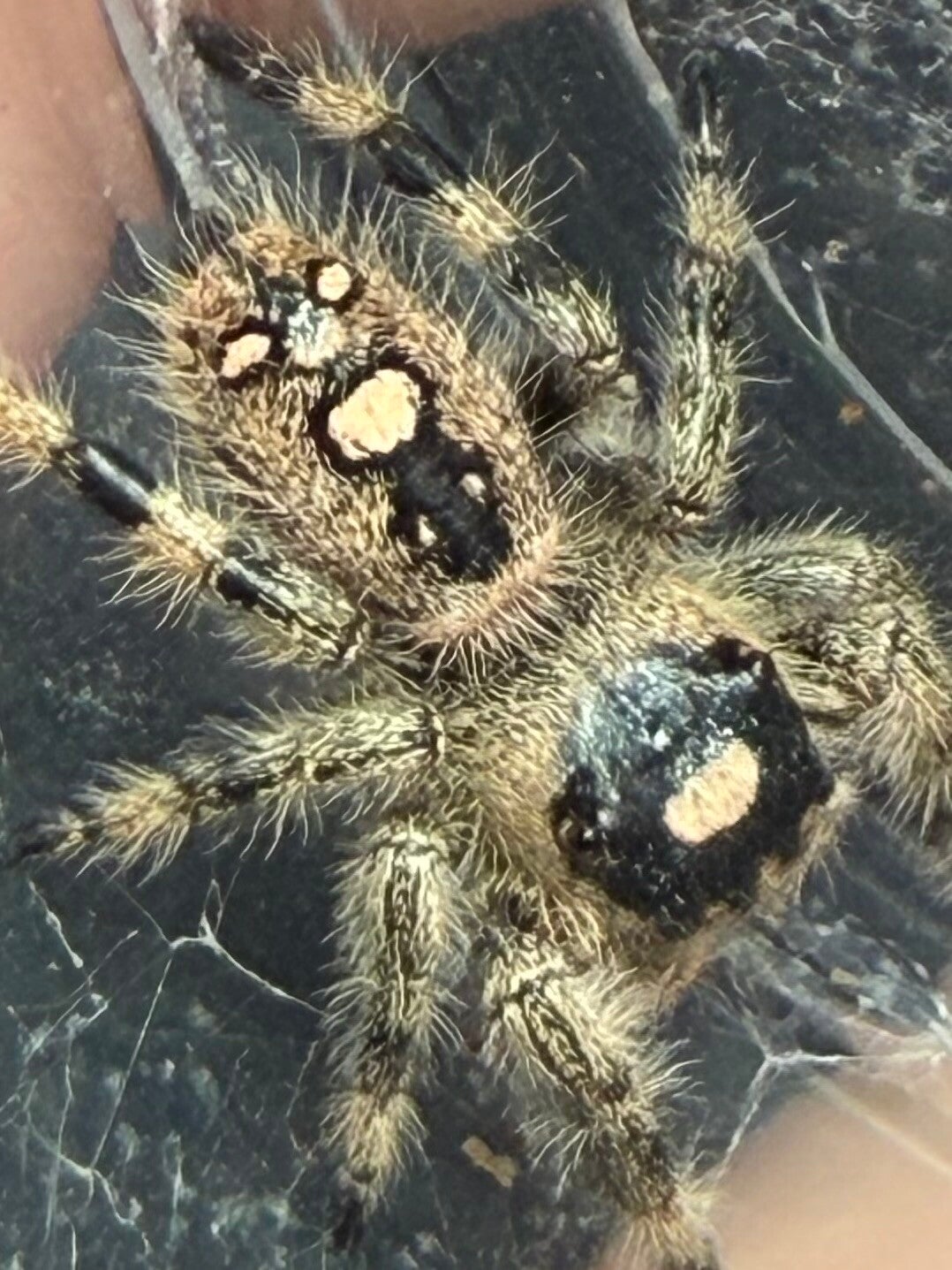 28S: i7/i8 female from white mom