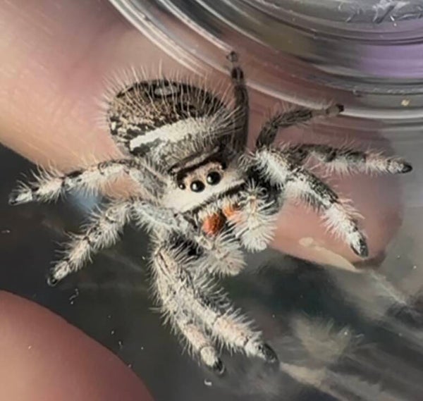 Rock Candy: (B-13) light phase subadult female