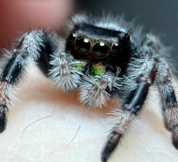 3P: white recessive male i6