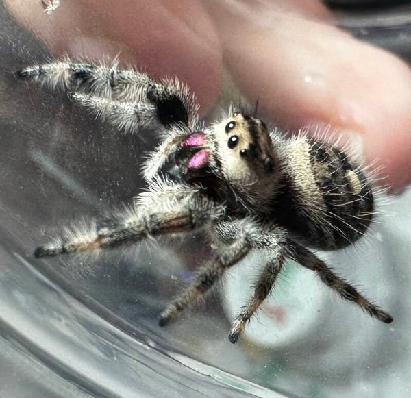 Oatmeal Cookie: E-3 subadult dark female