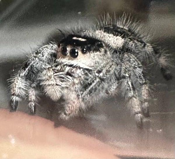 Plum: E-6 dark presubadult female