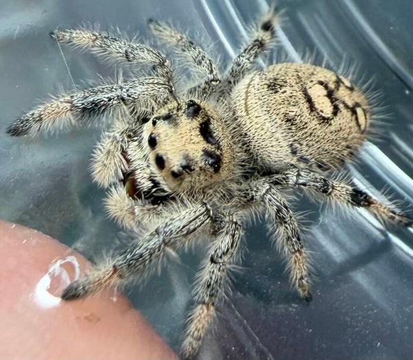 30A: subadult light female