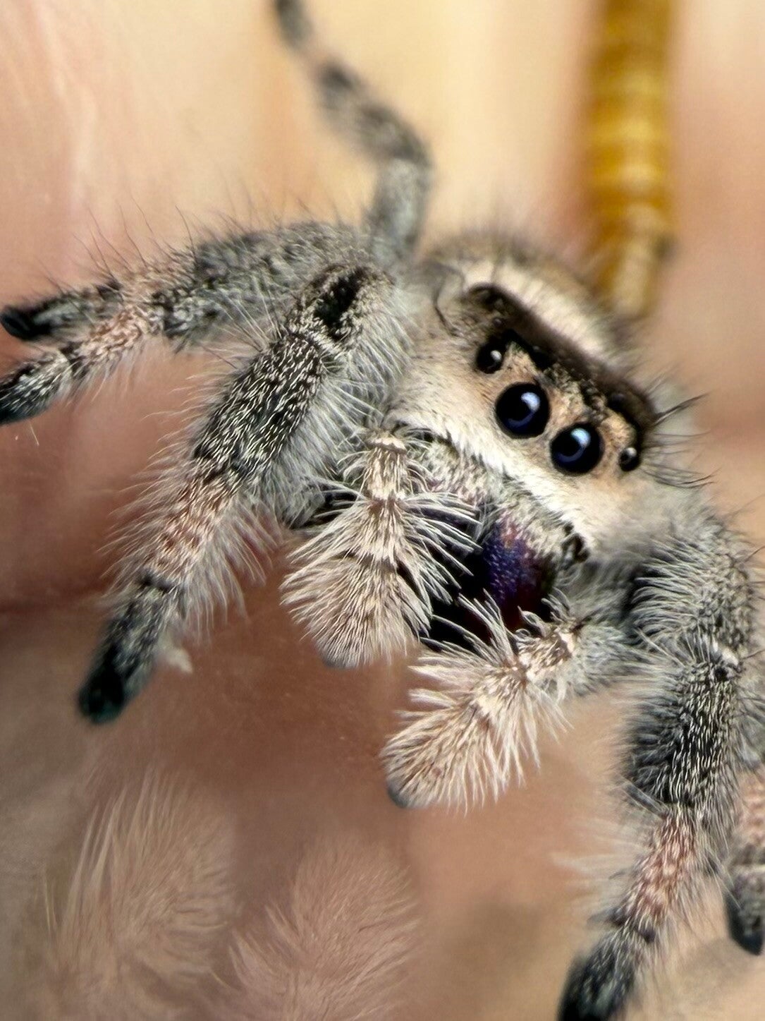 30C: subadult light female