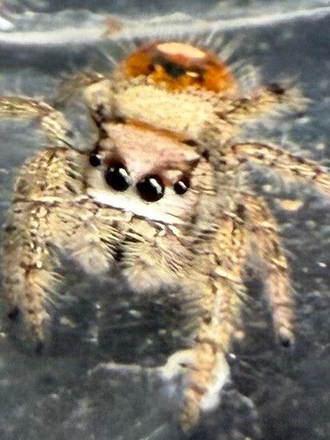 30H: i7 juvenile hybrid Otiosus
