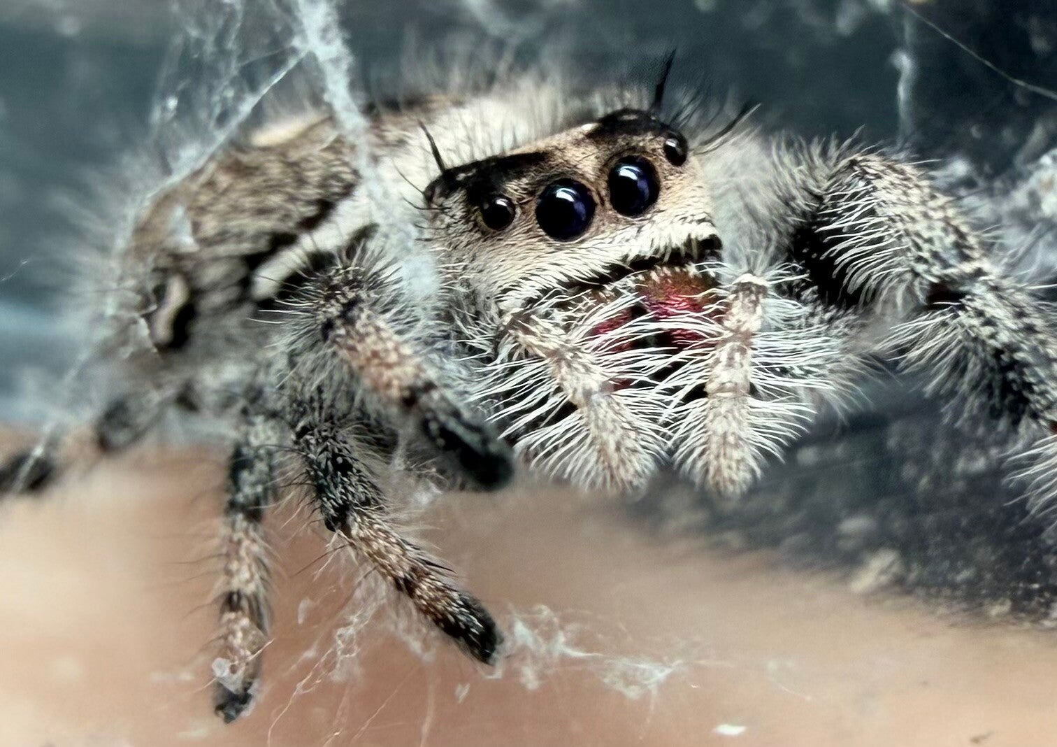 30I: subadult female from Oreo mama