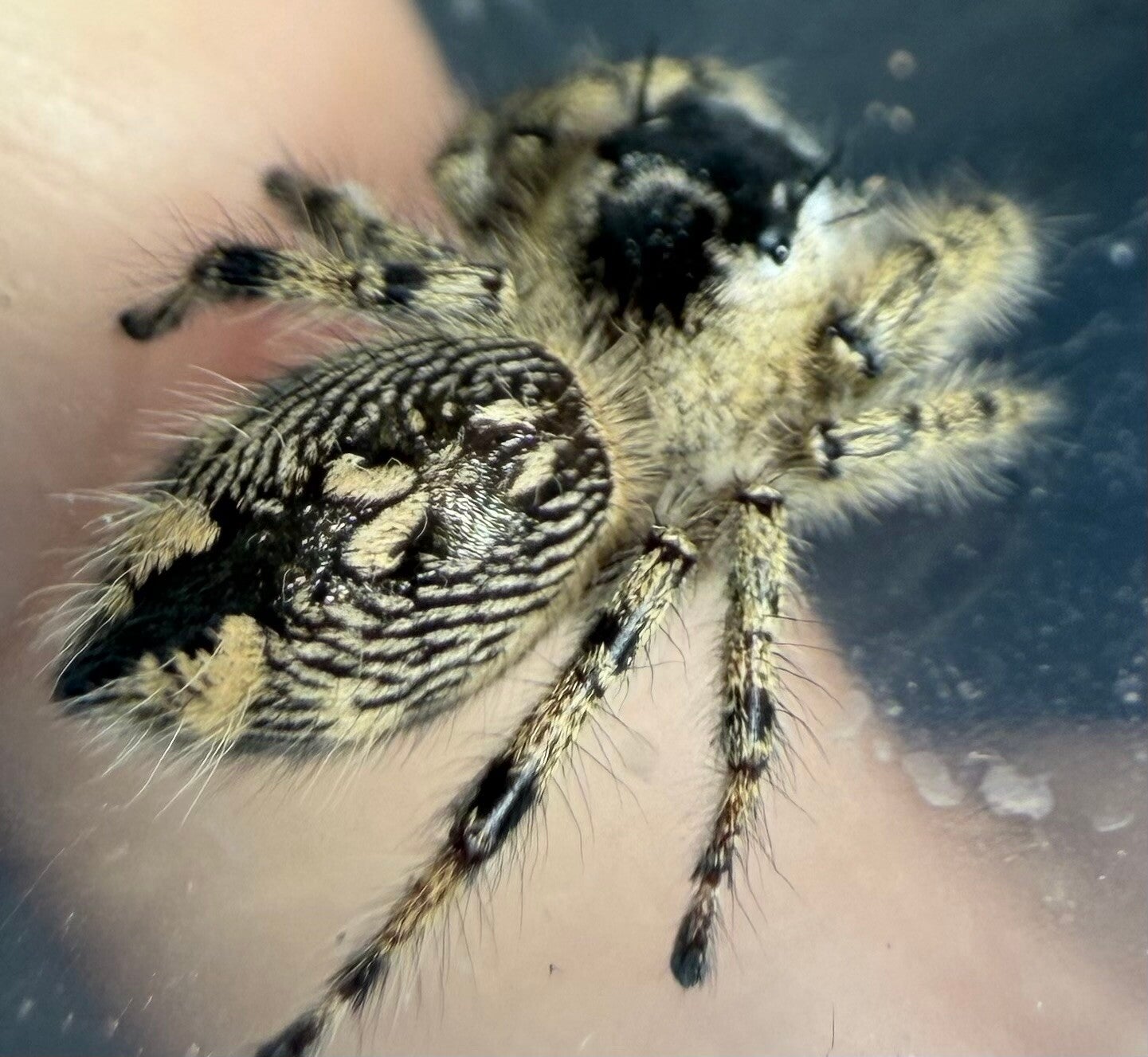 30K: large Otiosus female just matured