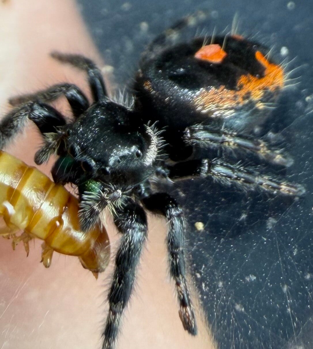 30L: big bend suspected female subadult