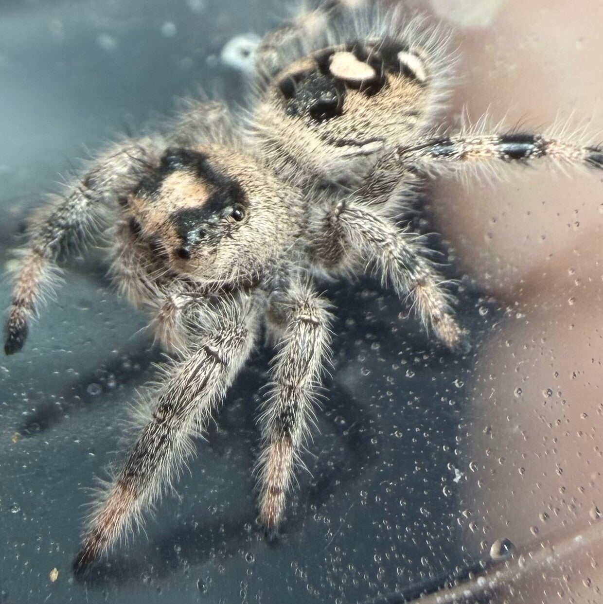 30N: i8 female from white mom