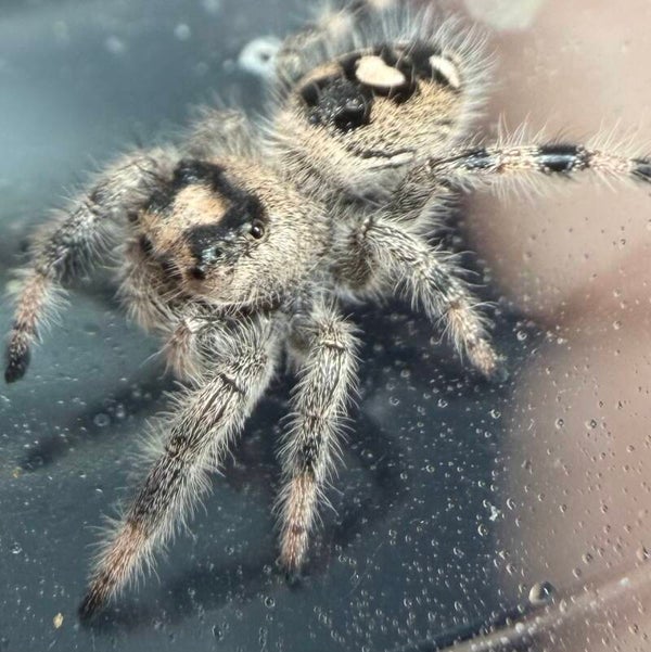 30N: i8 female from white mom
