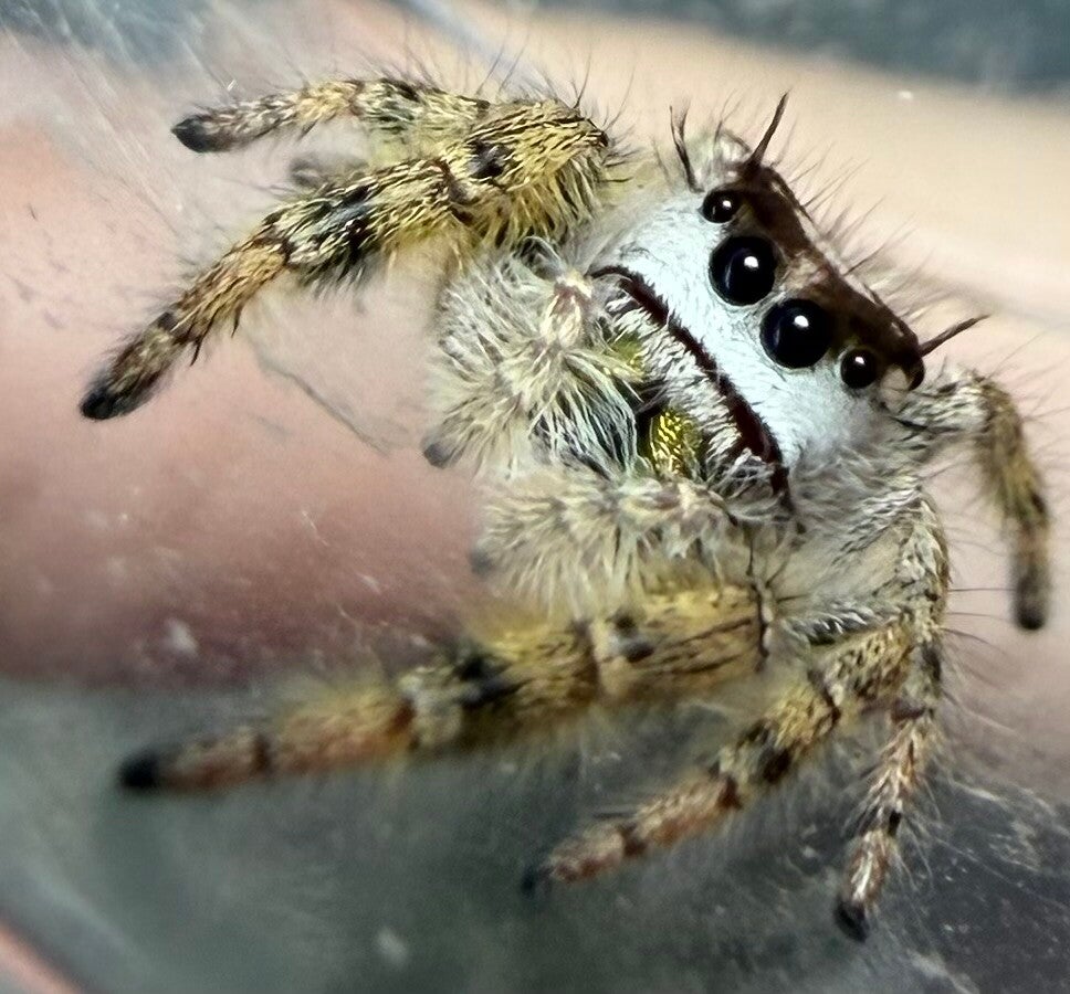30O: suspected female subadult Otiosus hybrid