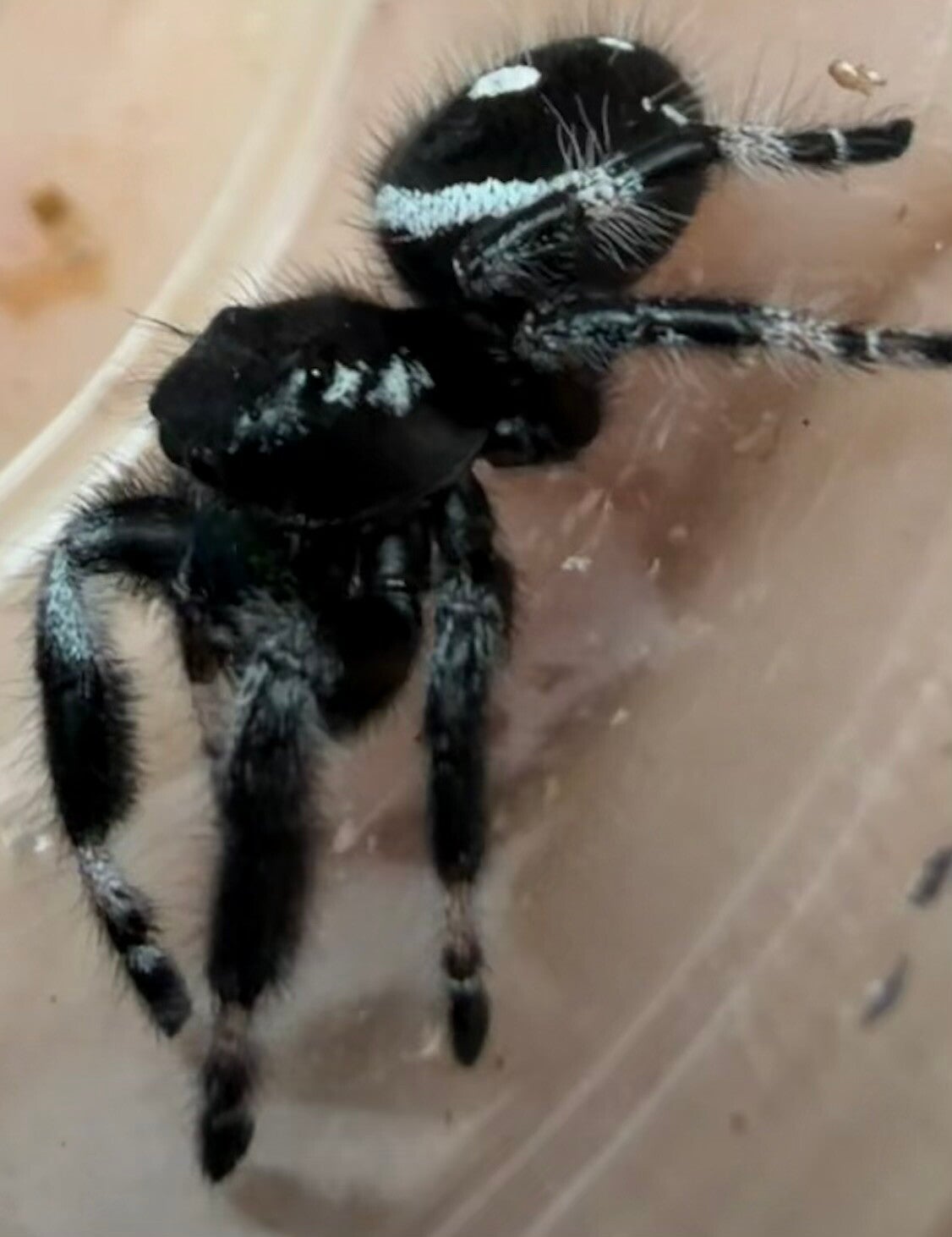 30P: subadult white banded male from Oreo mom