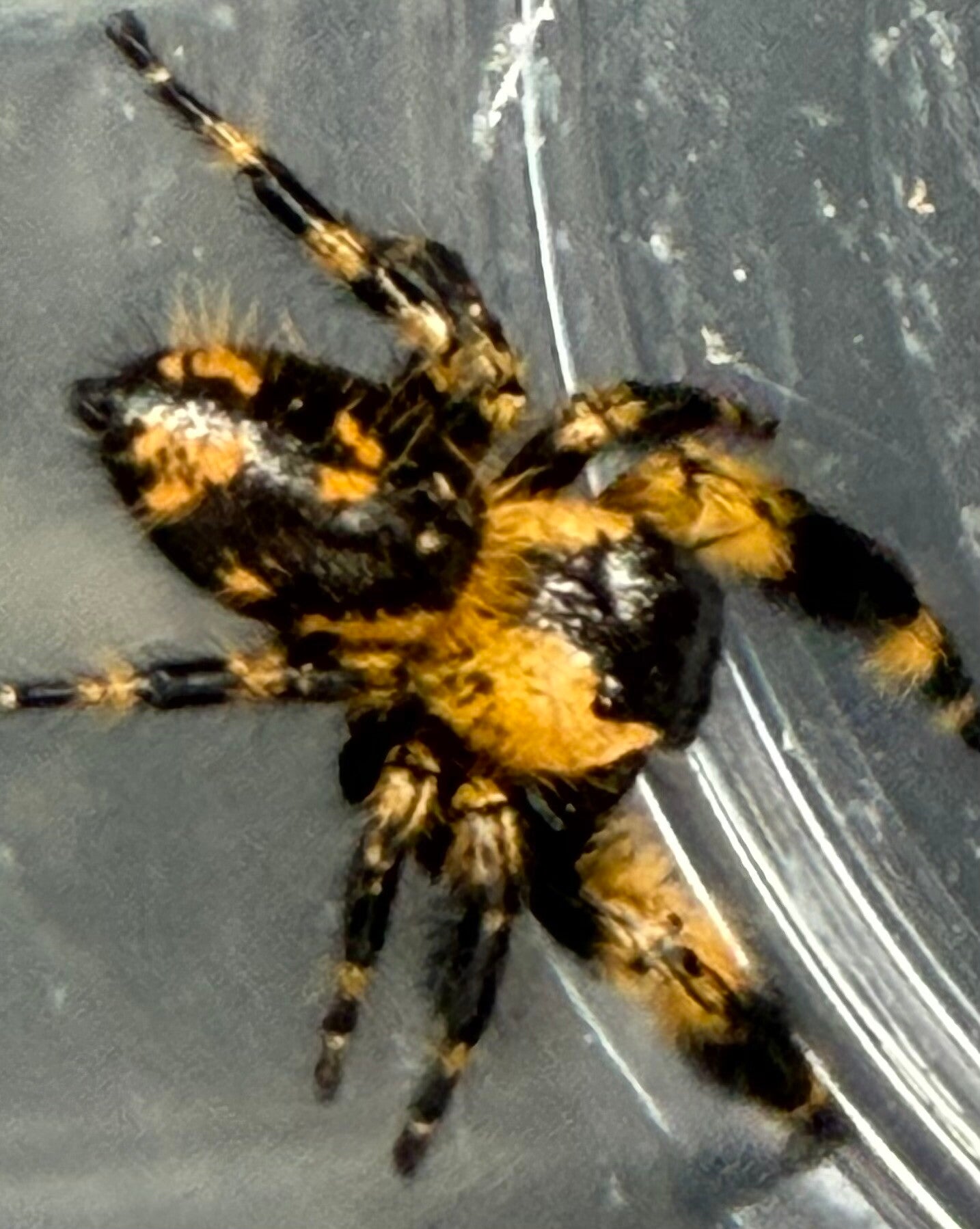 30Q: just matured large Otiosus male