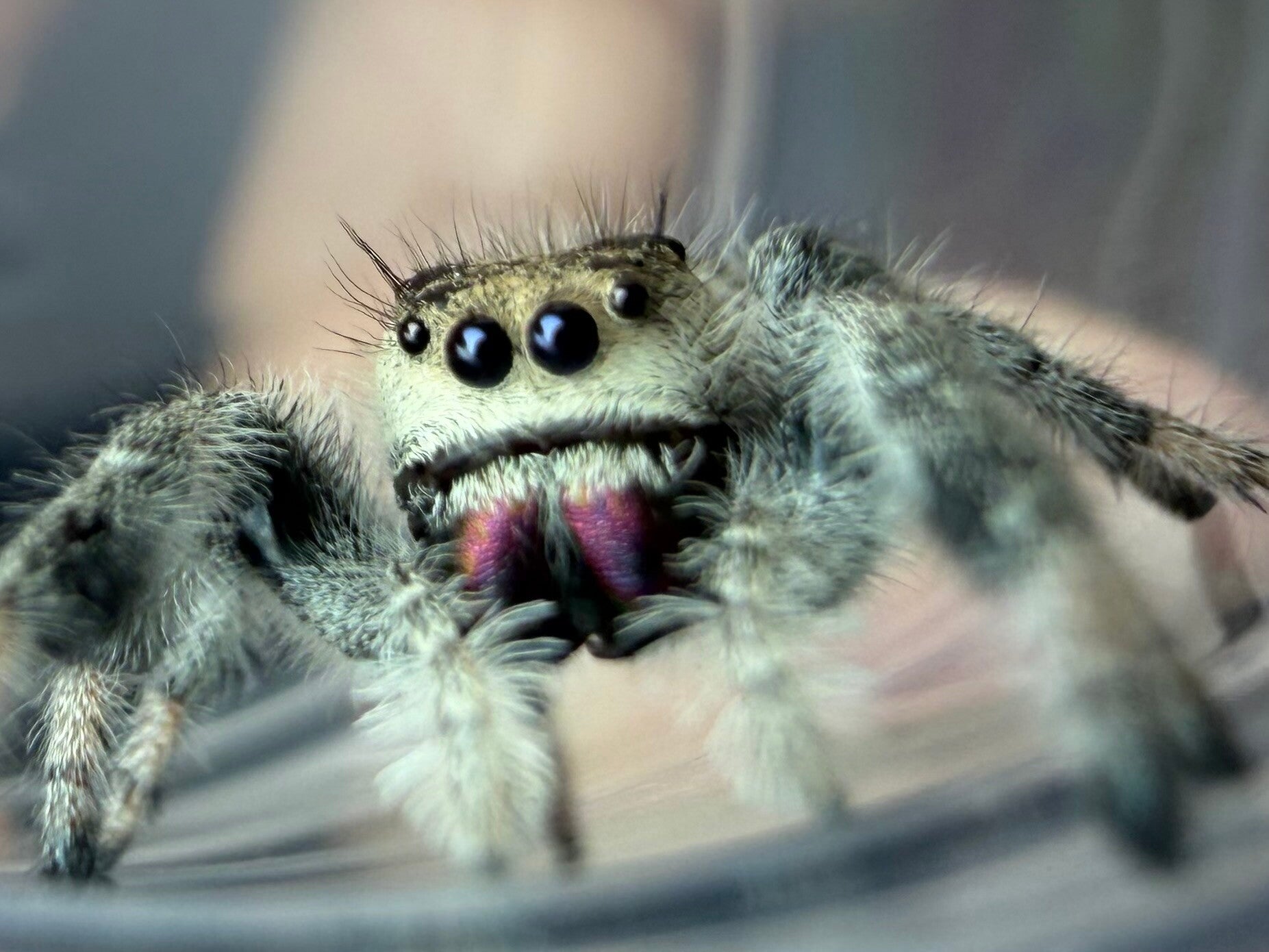 30T: subadult light female