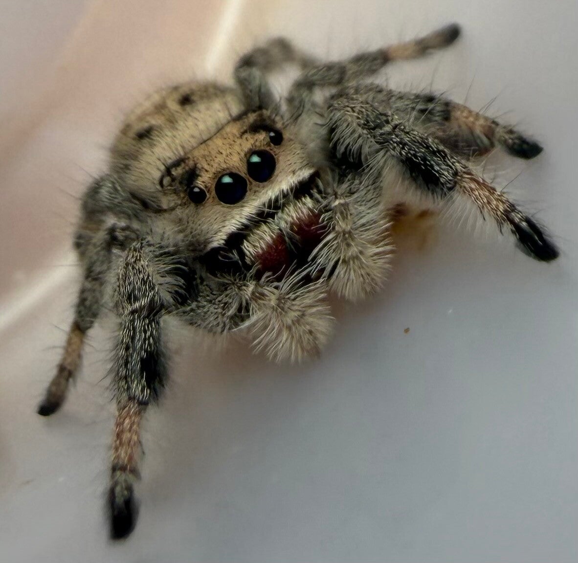 30U: subadult light female