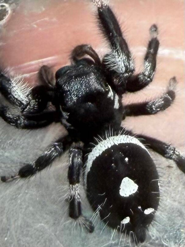30W: subadult white banded male