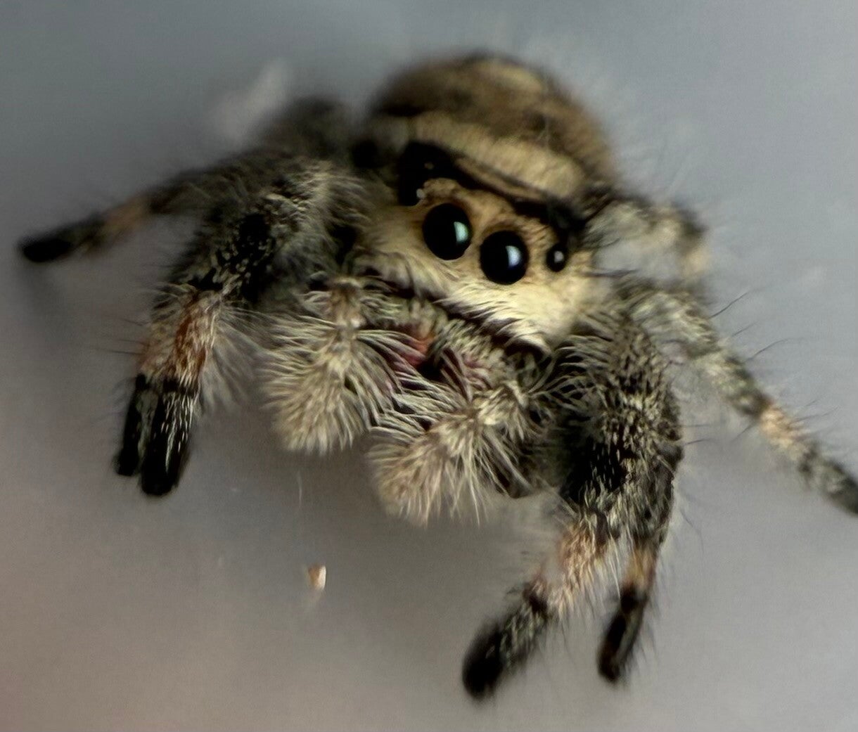 30X: light female subadult