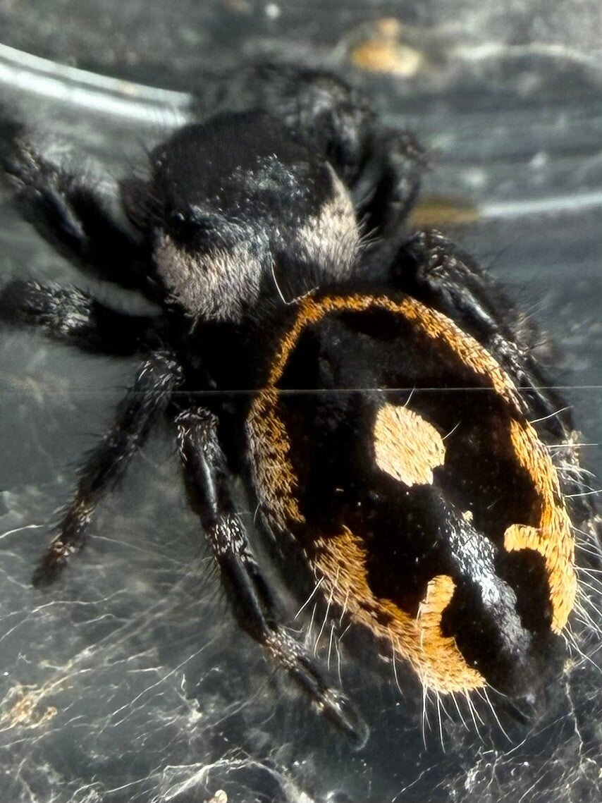 31A: subadult big bend female