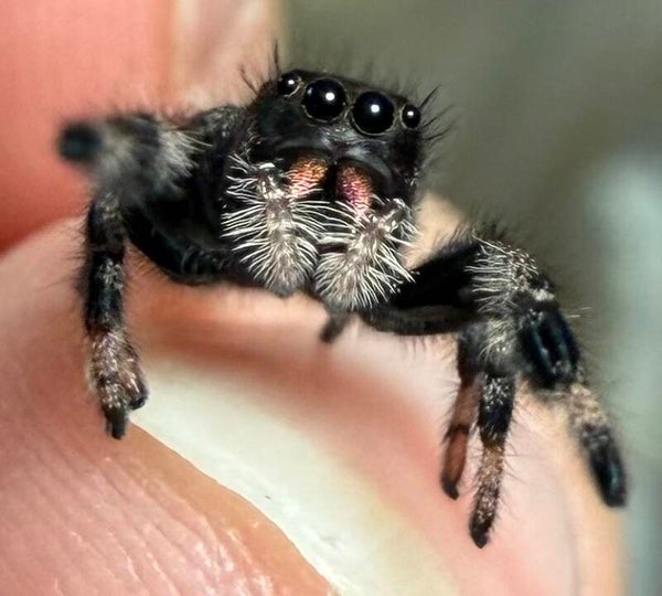 Mama Boo’s juveniles i5/i6