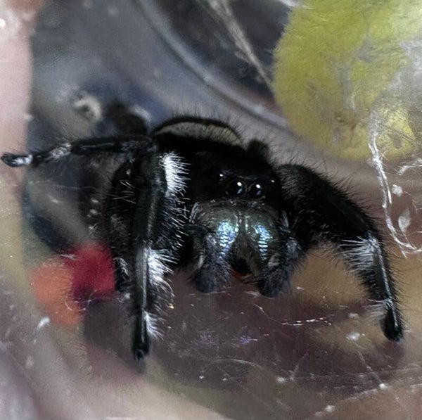 Monster Cookie: B-19 large male just molted