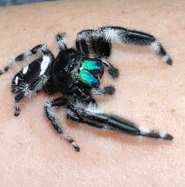 C-1 large male newly mature adult