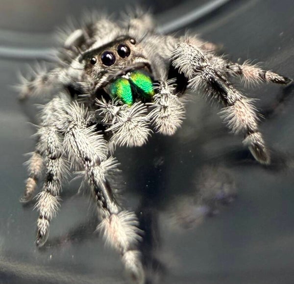 32A: subadult white recessive white banded male