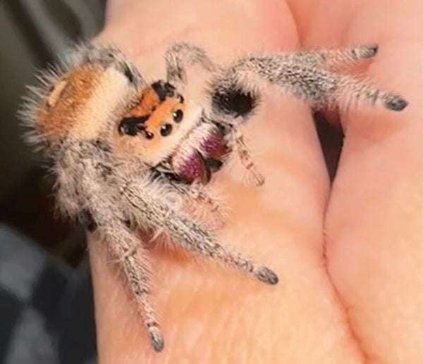 Tangerine: C-8 Orangey peach newly mature female