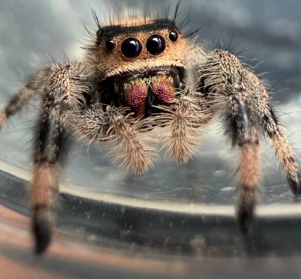 32C: peach subadult from Halloween colored mom