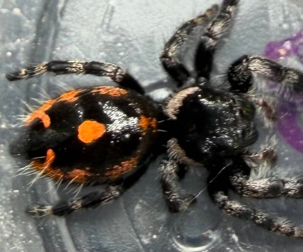 32E: female subadult big bend audax