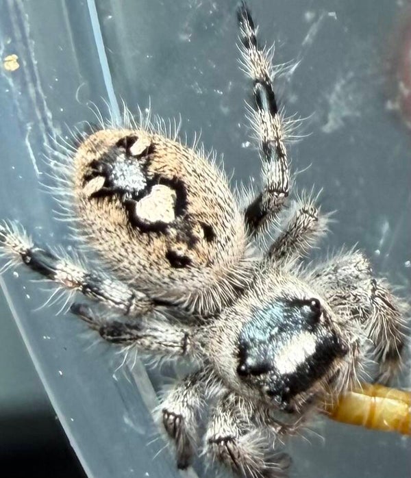 32F: i7 female from white mom