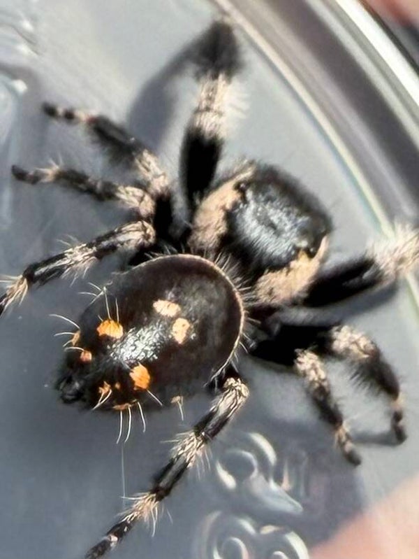 32G: just matured Otiosus hybrid male