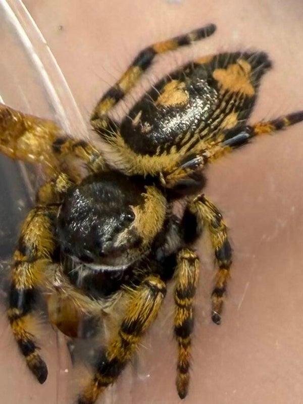 32H: just matured female otiosus