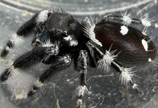 32L: subadult white banded male