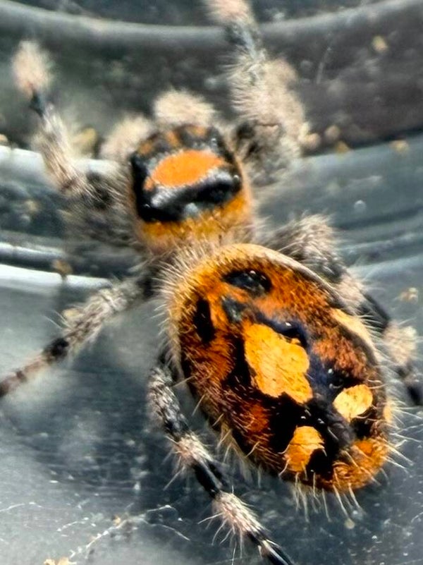 32P: i7/i8 uniquely marked orange female