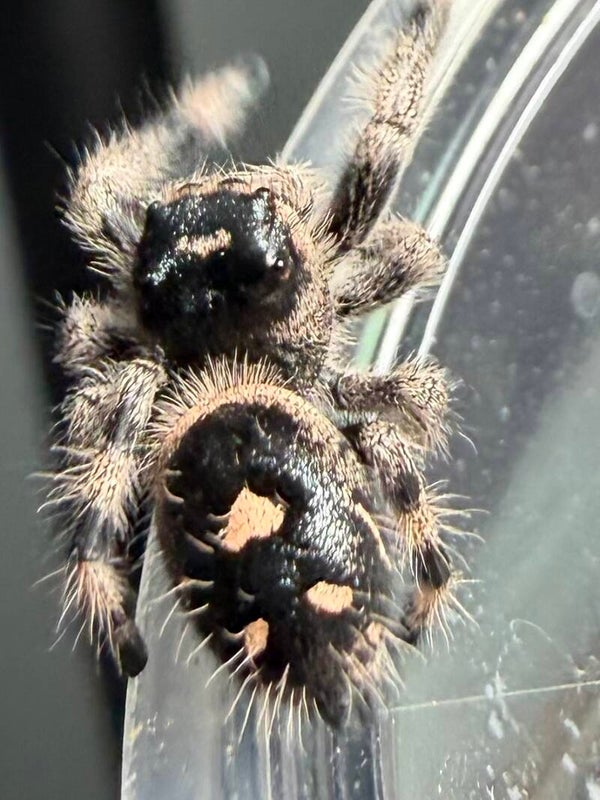32Q: subadult dark female from Halloween colored mama