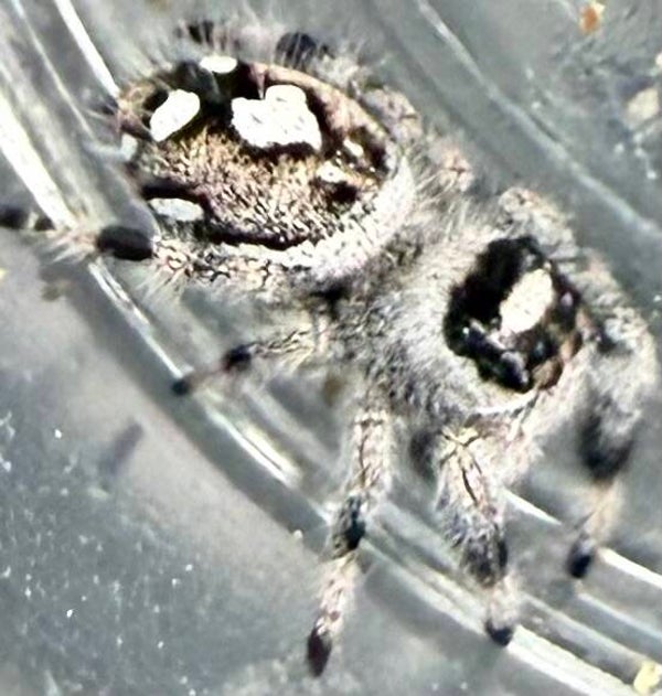 32R: i7 white recessive male from high white mom