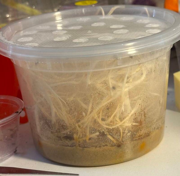 Mini fruit fly culture 16 oz