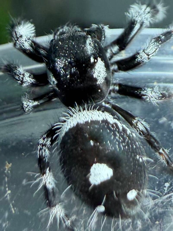 32U: white banded subadult male