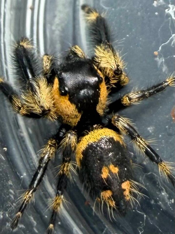 32V: just matured Otiosus male