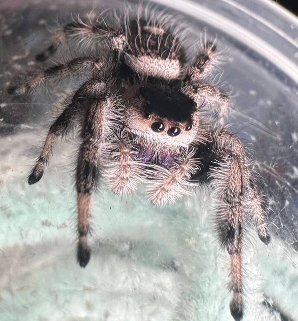 Cookie Dough: (B-4) light phase subadult female