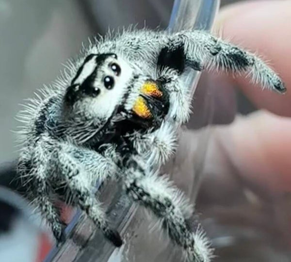 Sunflower: F-4 Oreo subadult female
