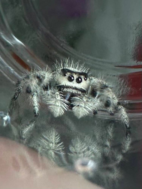 Iris: F-5 Oreo presubadult female