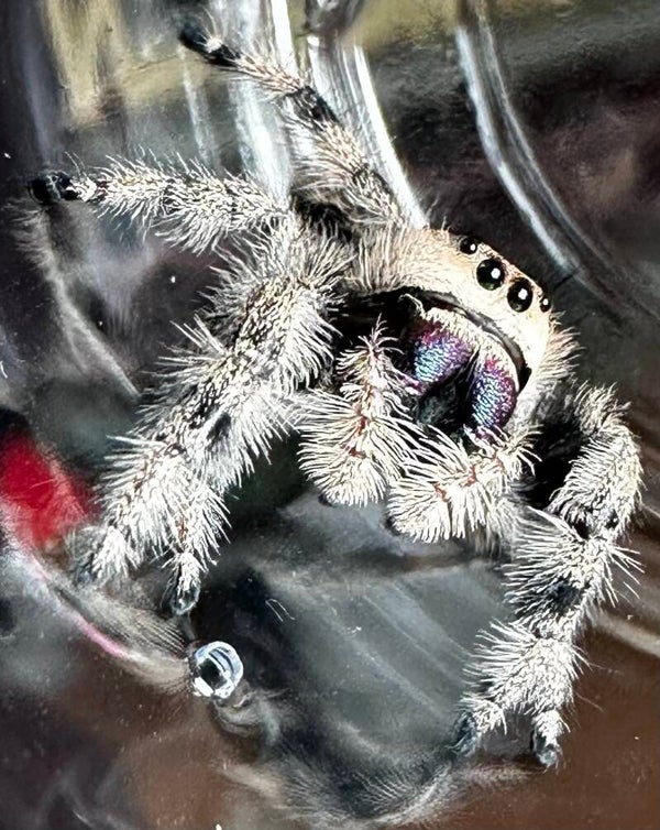 Boo: F-8 peach/orange mature female
