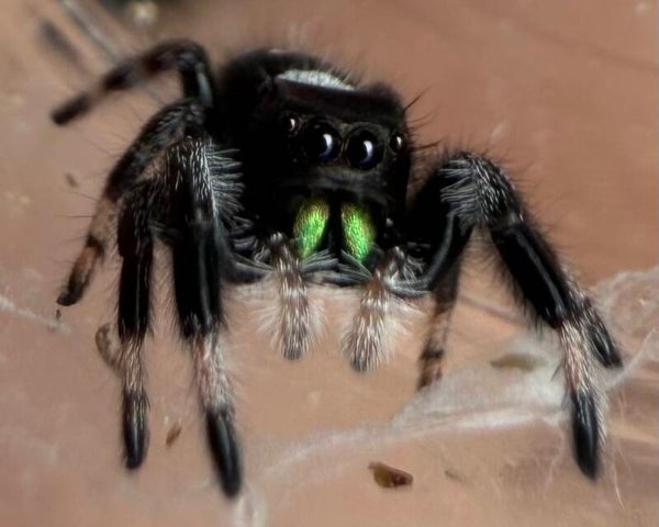 6N: male from white mama