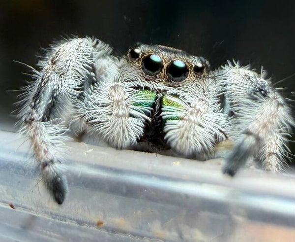 Instar 6/7 Apalachicola juveniles