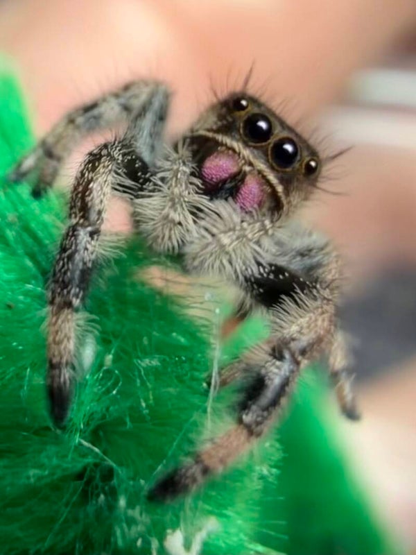 7D: i7/i8 dark female